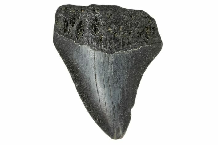 Bargain, Juvenile Megalodon Tooth - North Carolina #172634